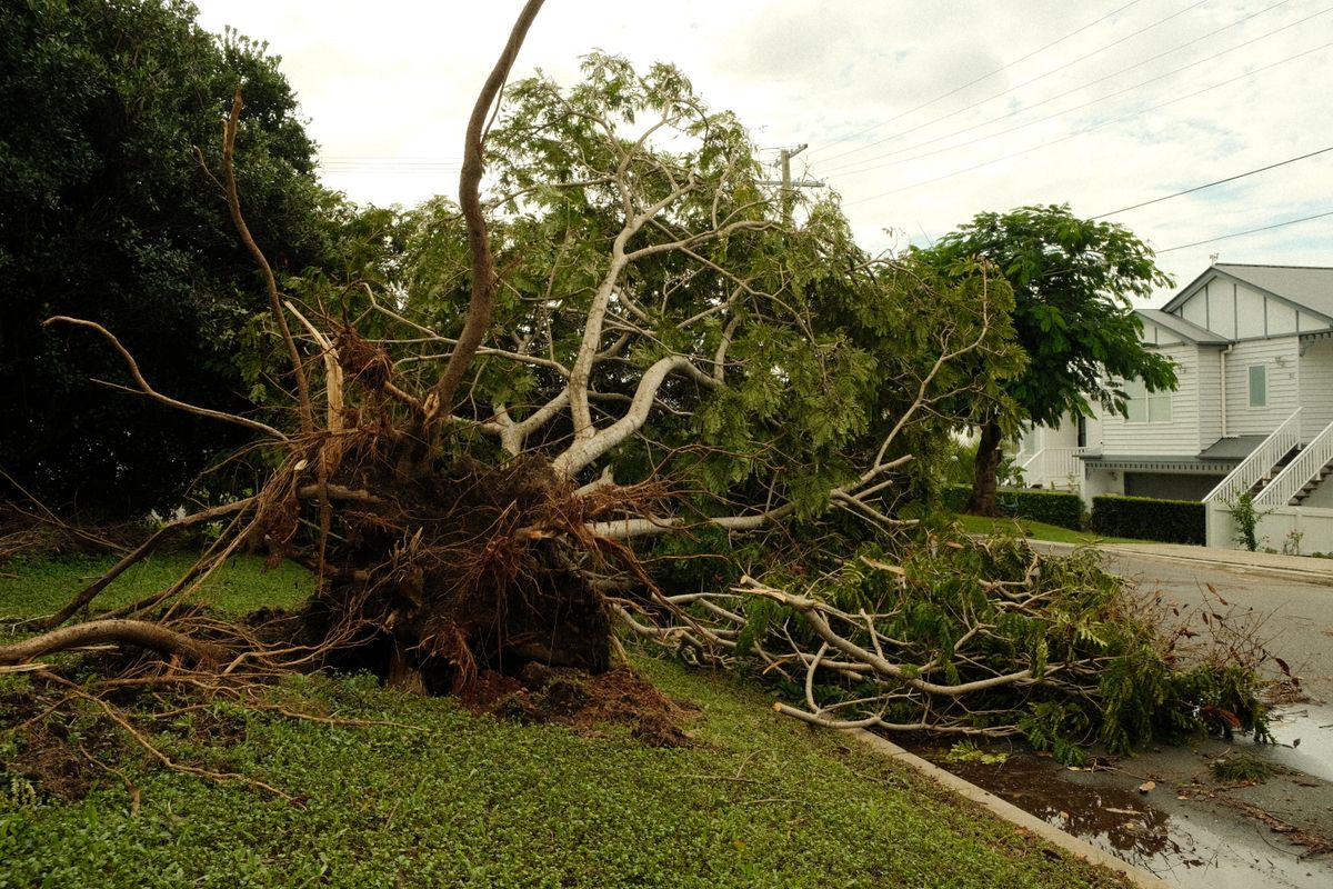 An uprooted tree lying across a suburban street after a storm